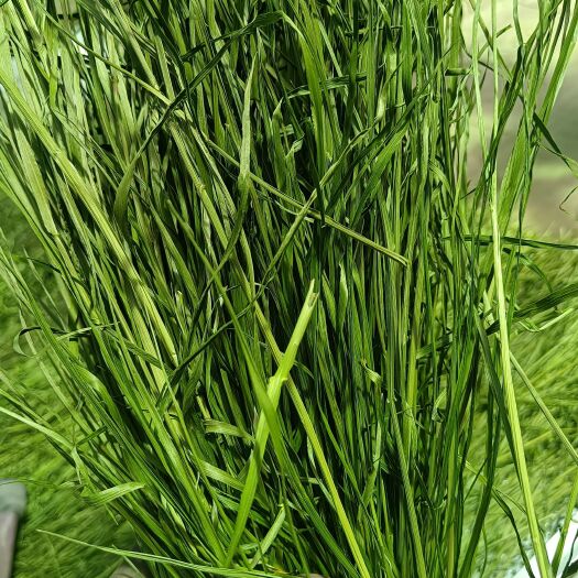 岷县2023新鲜烘干提摩西草