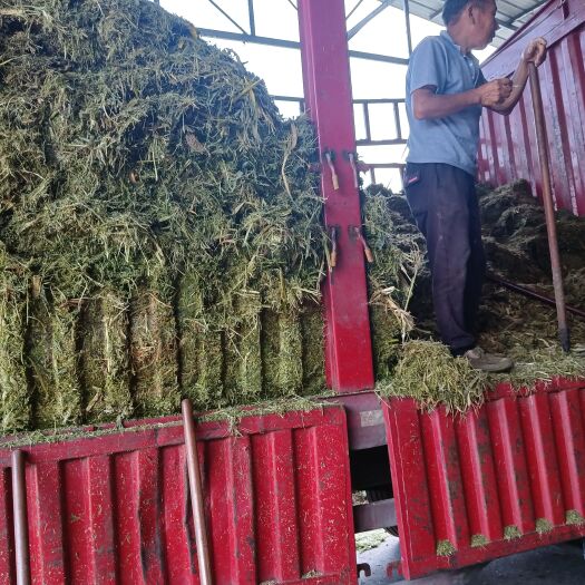 芜湖牛羊饲料今年新玉米秸秆