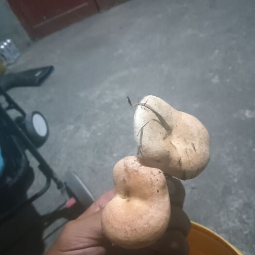 惠水縣松樹菌