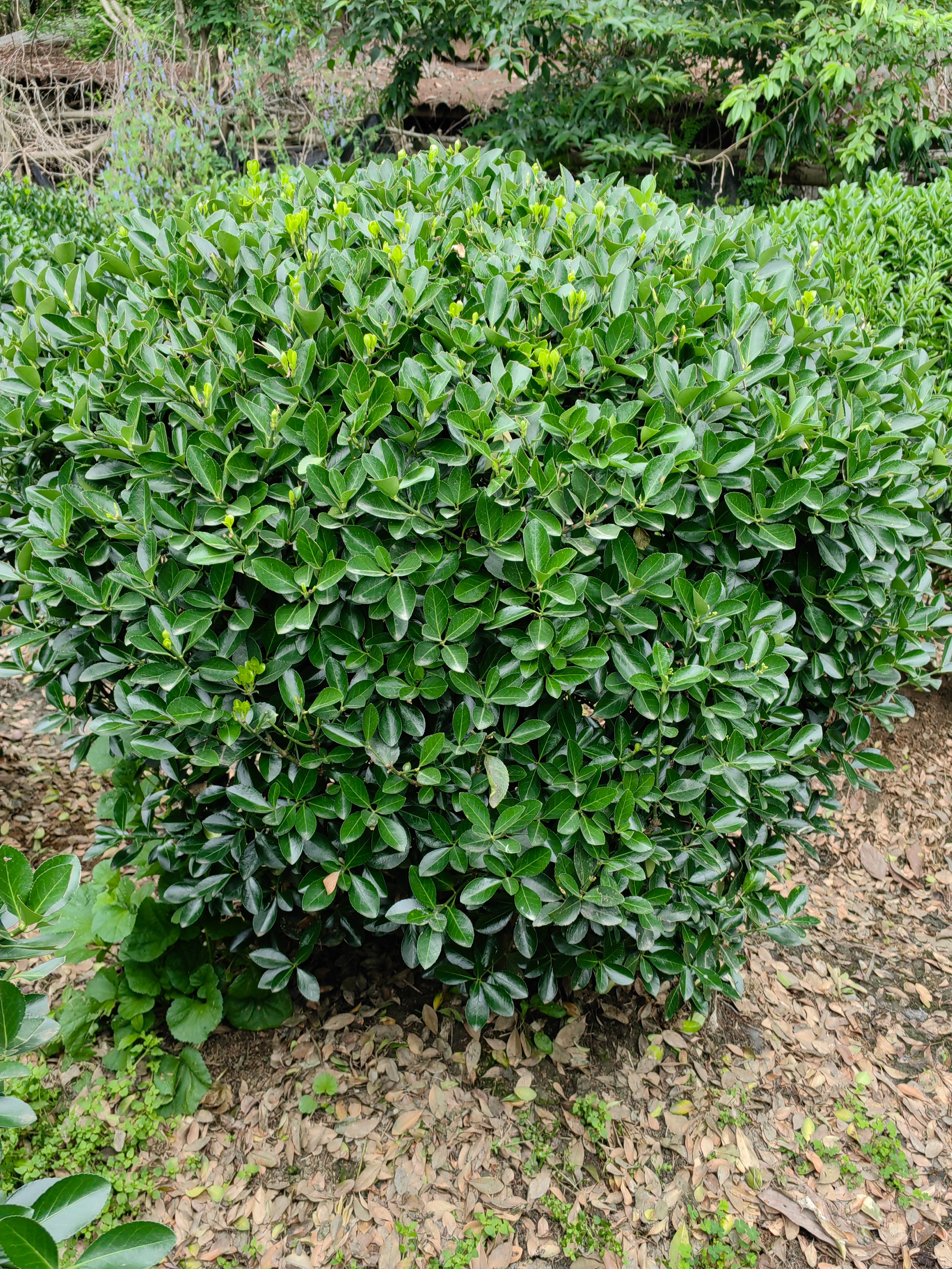 基地供应P50-1.8m大叶黄杨球