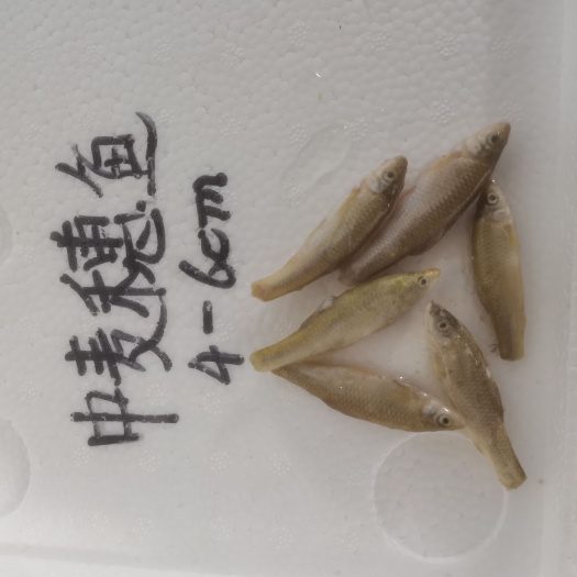 济南单冻大麦穗鱼中麦穗鱼小麦穗鱼批发
