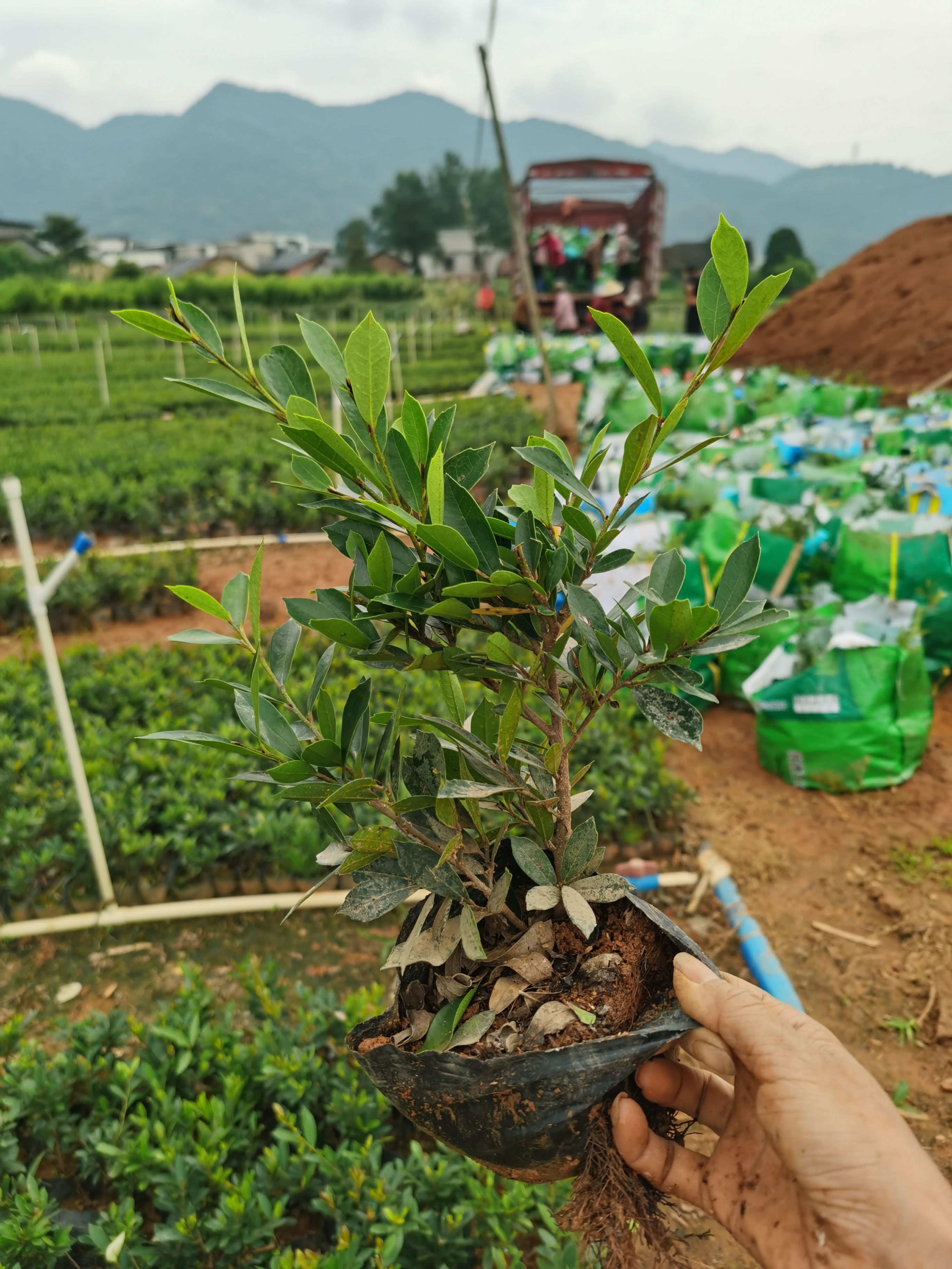 文母 中华蚊母 大小杯苗绿化工程苗色块苗耐旱耐寒四季常青