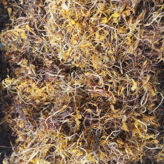 贵阳山银花