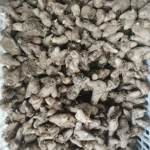 旬阳市秦岭干白芨个大块白芨