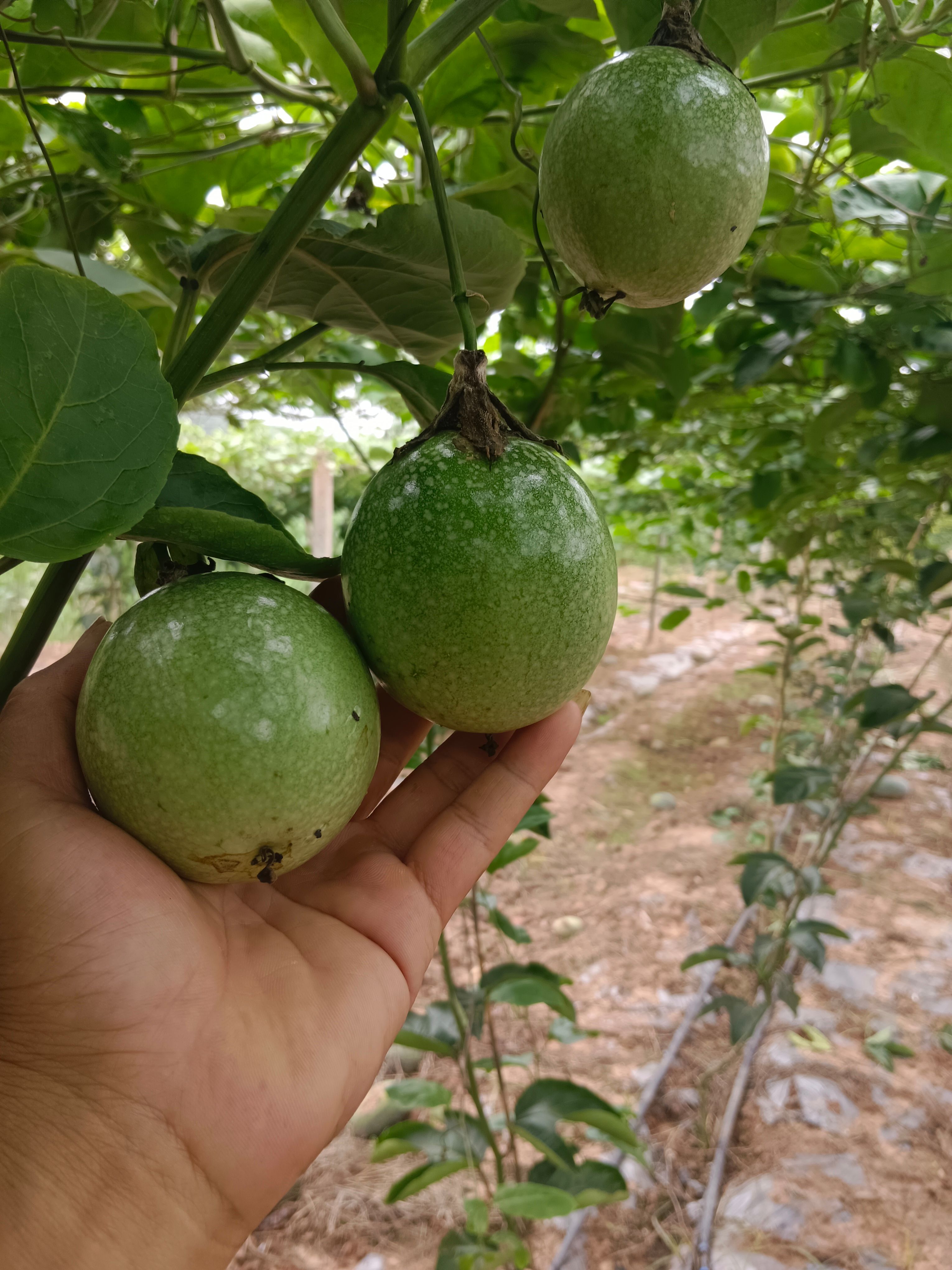 广西黄金百香果 产地直供 新鲜水果
