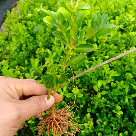 荔浦市瓜子黄杨芽苗