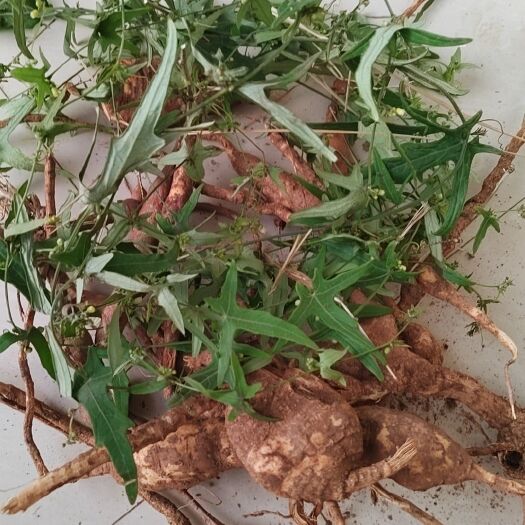 弥勒市土白蔹丶老鼠拉冬瓜丶茅瓜