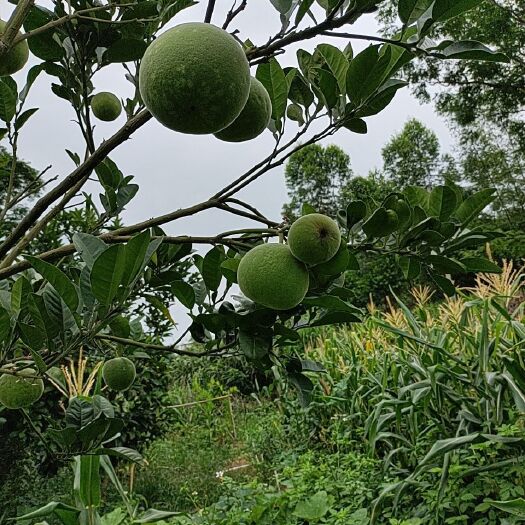 平南县橘红