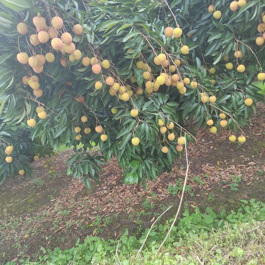 灵山县桂味荔枝