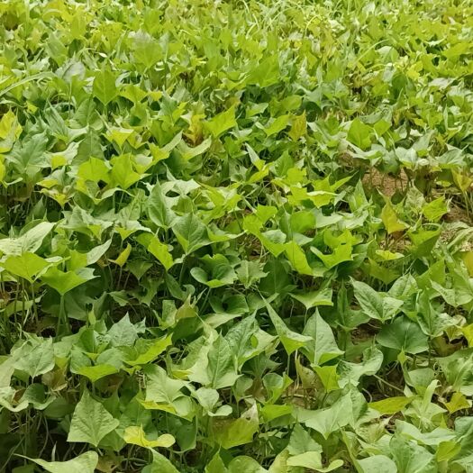 长葛市西瓜红红薯苗。商薯19