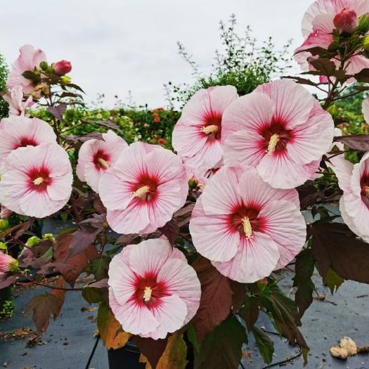 芙蓉葵