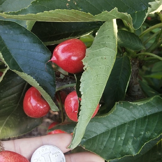 瓦房店市瓦房店现摘大樱桃节