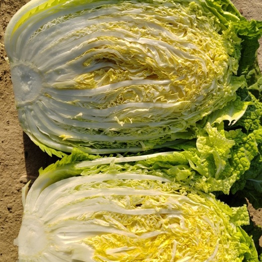 永宁县宁夏沙地黄心大白菜，无烂梗，无烧心，品质保证，诚信经营大量有