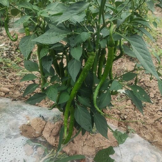广元二荆条上市