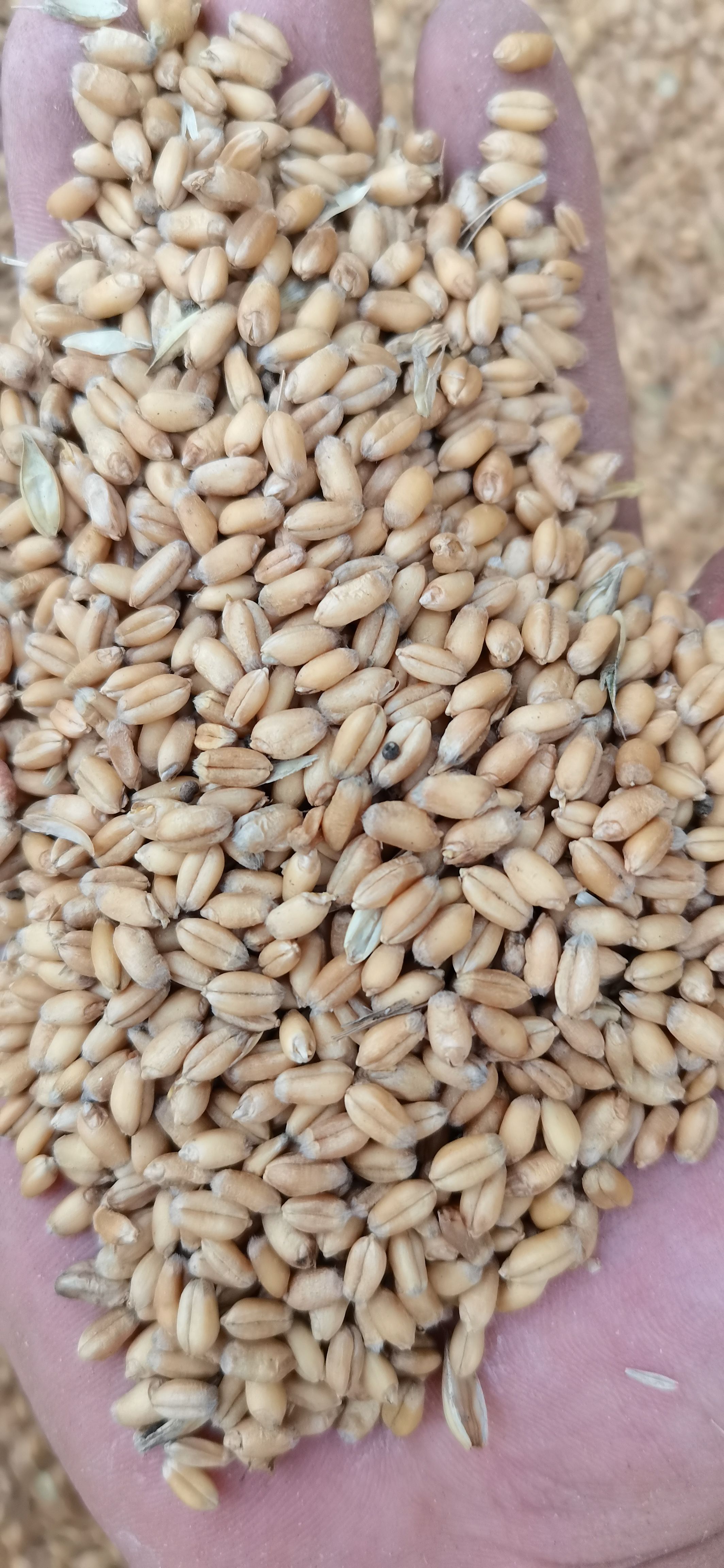 出售2023年芽小麦