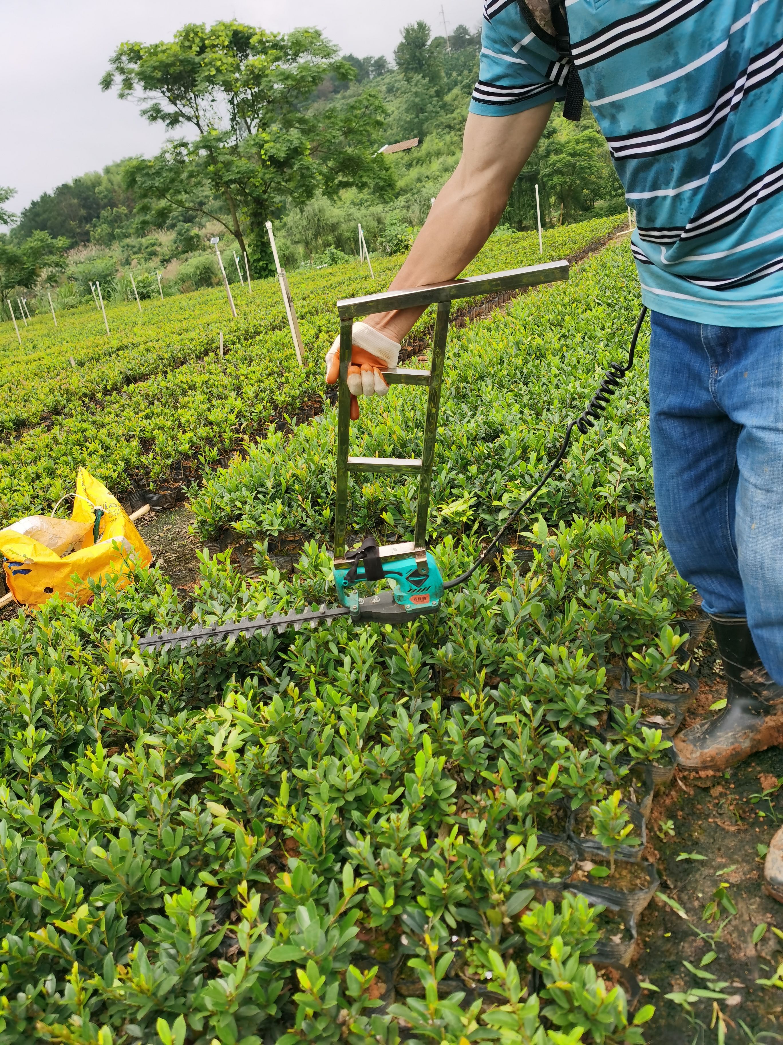 文母 中华蚊母 大小杯苗绿化工程苗色块苗耐旱耐寒四季常青