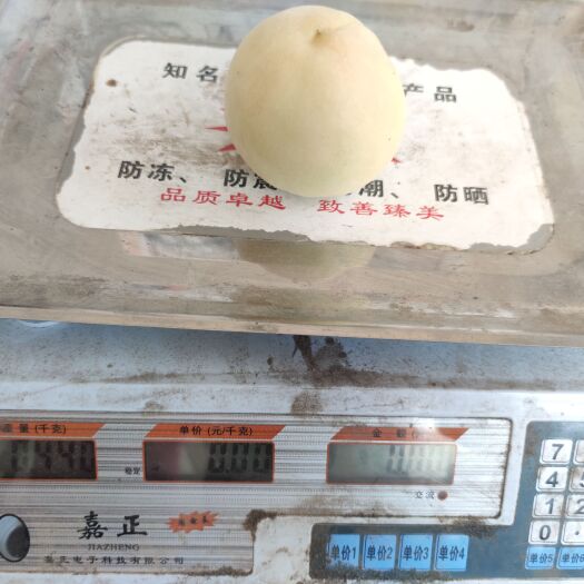 徐州突围甜桃新鲜采摘，个大果甜，套袋果光果均有销售。