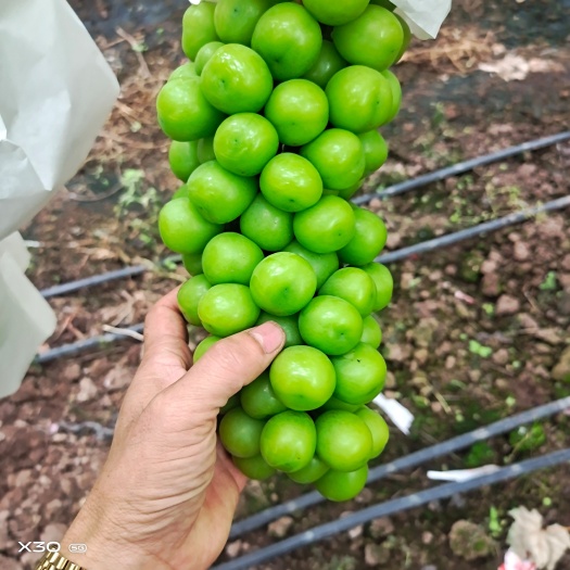 西昌市西昌阳光玖瑰已陆续上市，现面向全国招商，电商，平台，鲜，存货