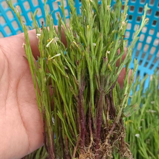 英德市本地独脚金(疳积草)鲜货