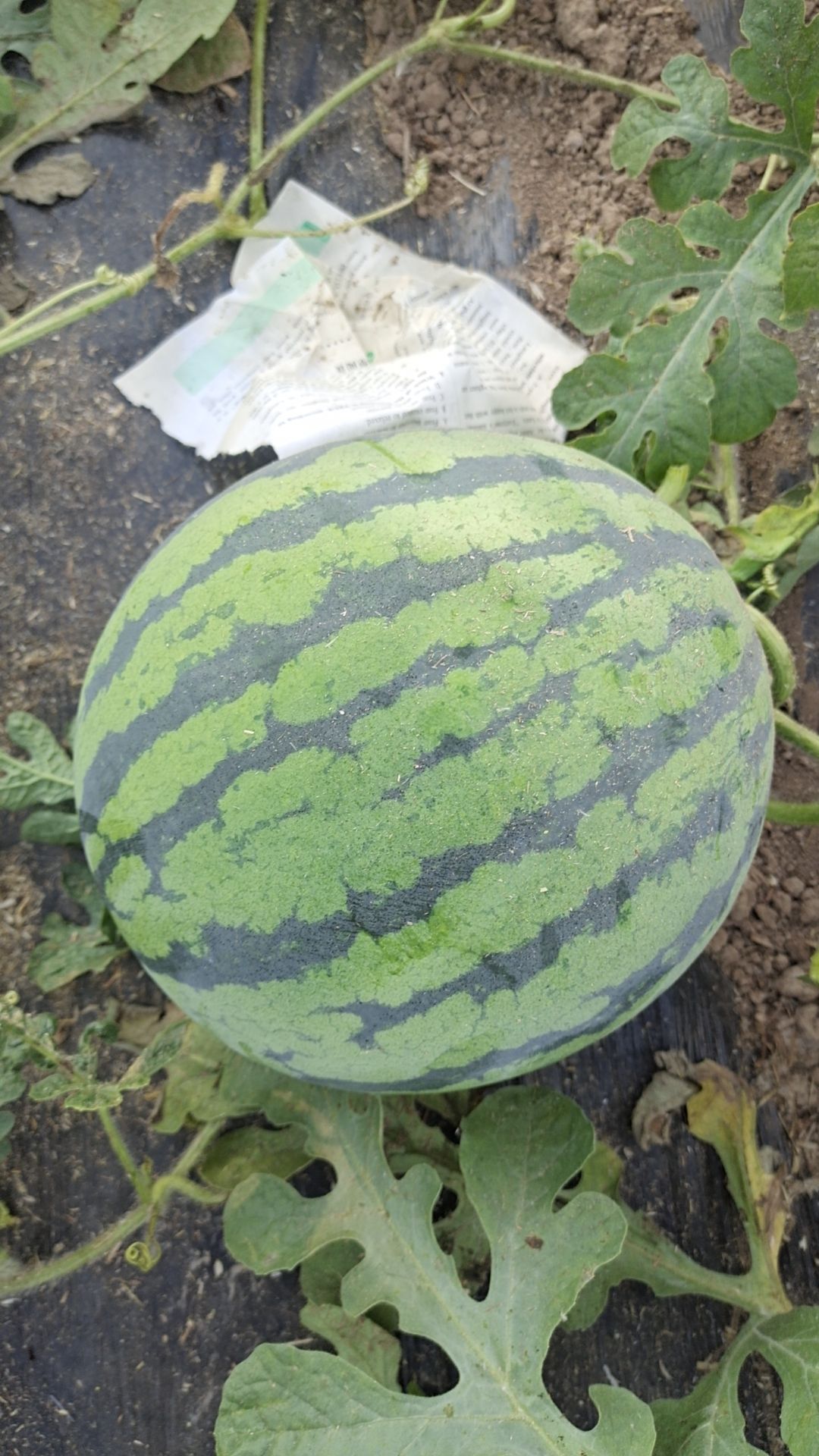 精品美都西瓜