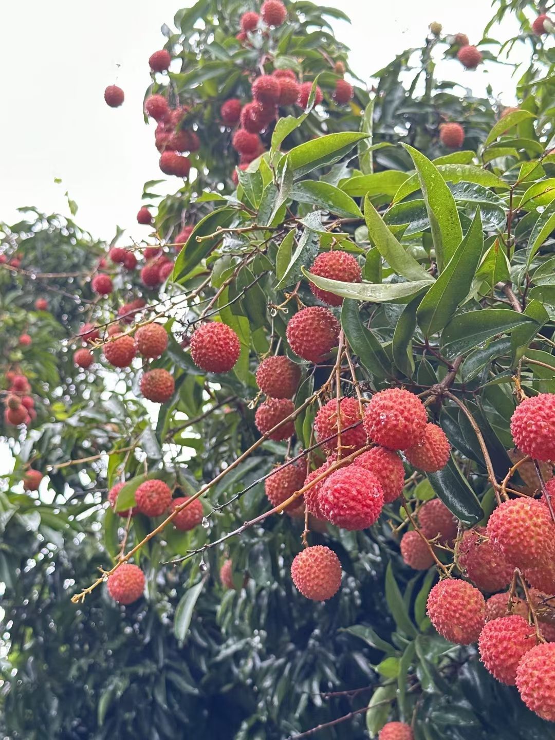 广东高州桂味荔枝，桂味荔枝，纯甜无酸，小核桂味