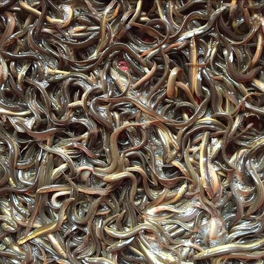 高邮市0.04 起泥鳅苗，江苏优良泥鳅苗，技术支持，鱼场直供