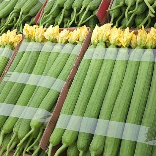长沙县鲜花丝瓜6.15号0.8--1