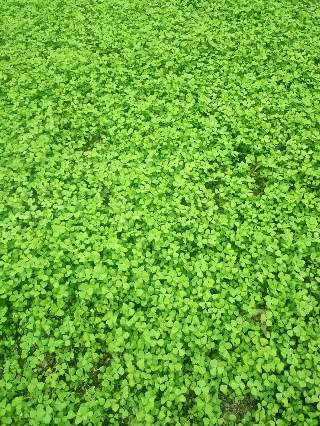 常熟市草头大量上市，