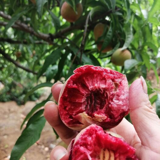 泌阳县血桃