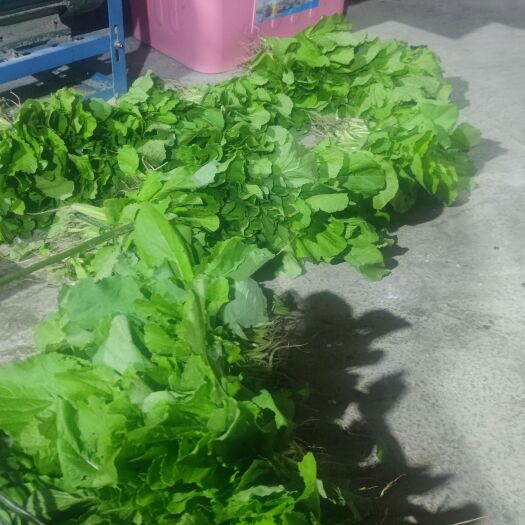 思南县小白菜，嫩白菜