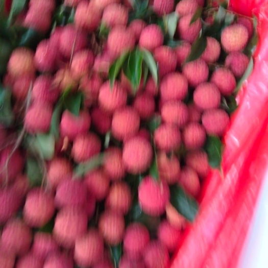 防城港求购桂味荔枝