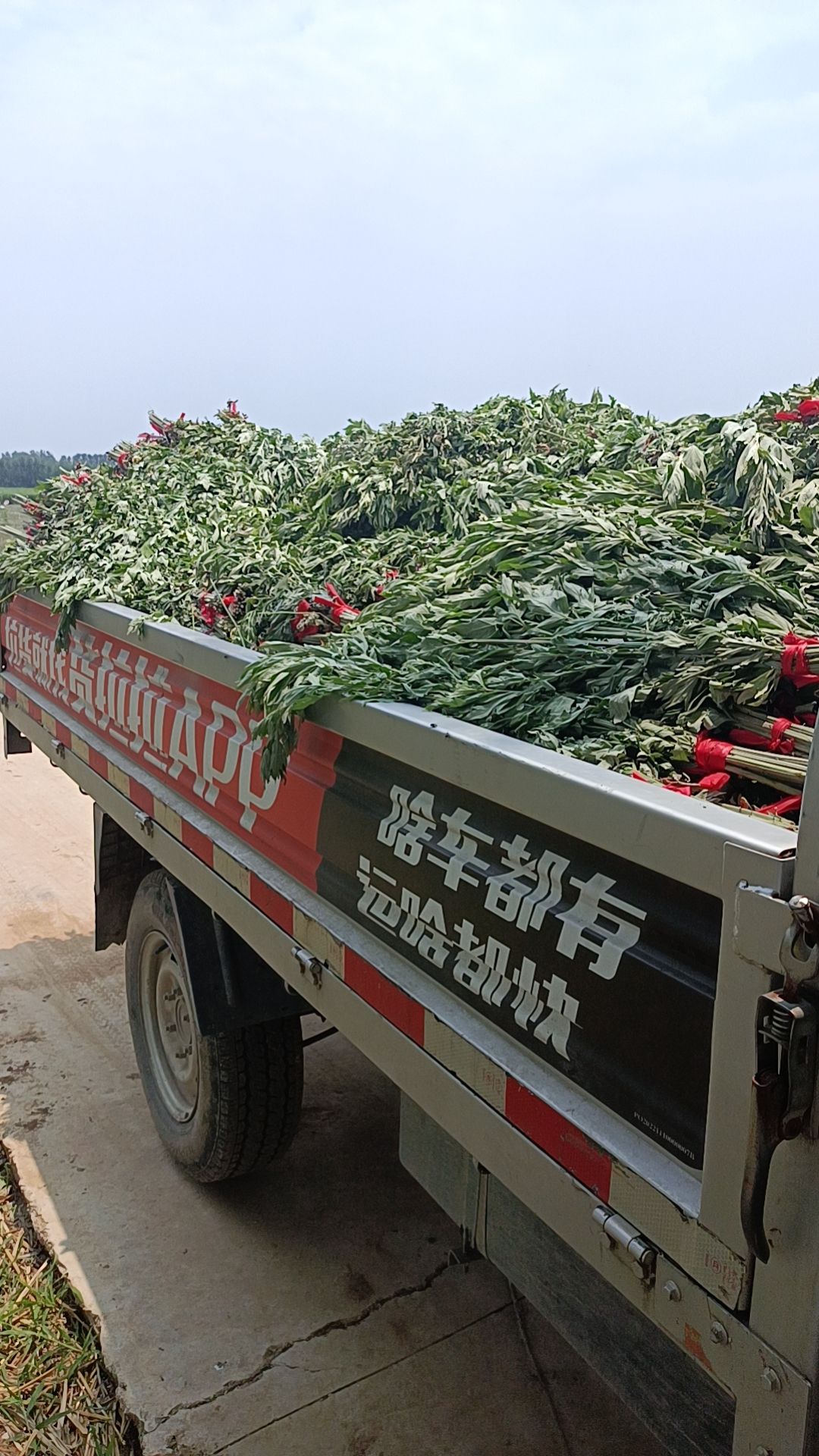 端午艾，插门艾