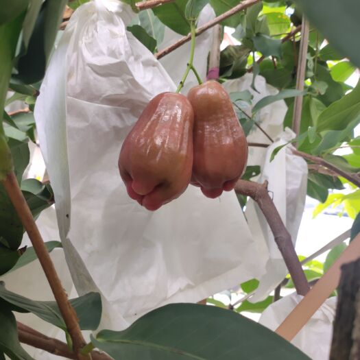 南靖县莲雾
