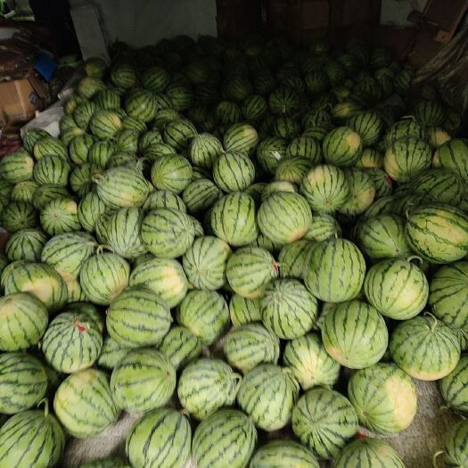 深圳麒麟瓜