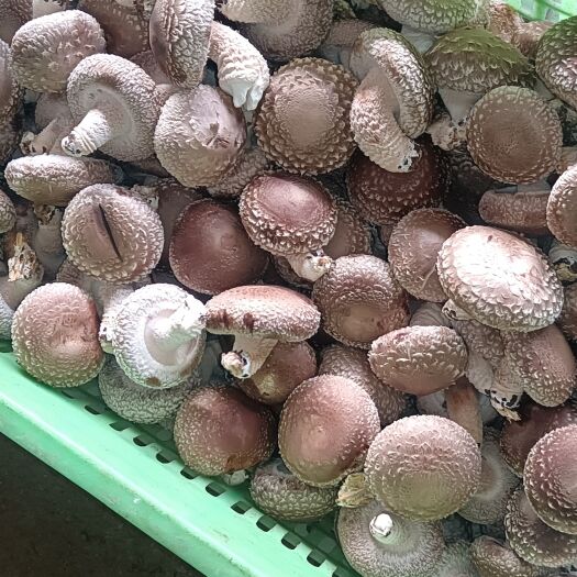 邢台河北邢台鲜香菇七河九0912.130电商批发商工厂货