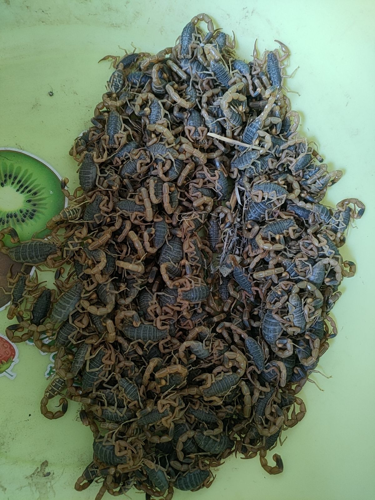 纯山上的活蝎子 价格美丽