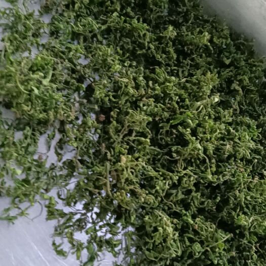泰安酸枣叶茶批发