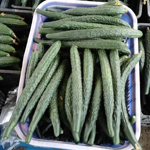 安顺黄瓜