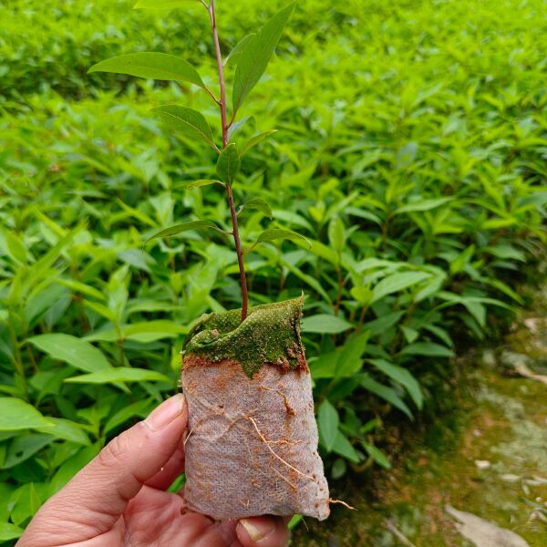 山苍子苗