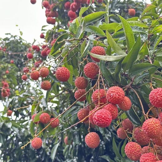 高州市广东高州市桂味荔枝