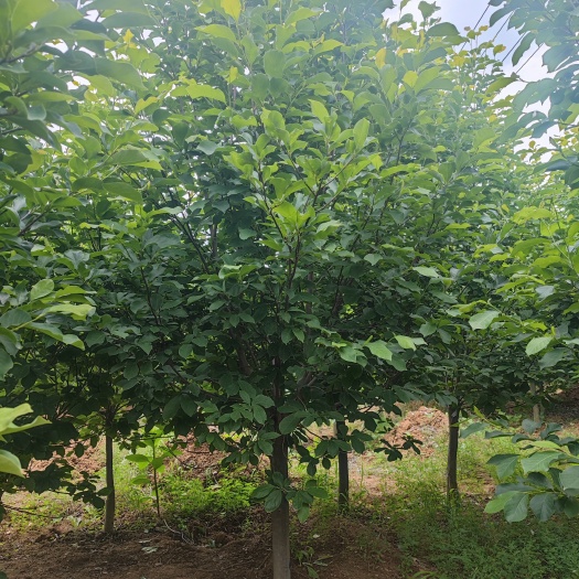 南召县12公分红玉兰