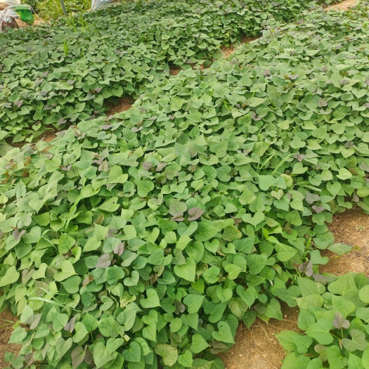 烟台烟薯苗现货