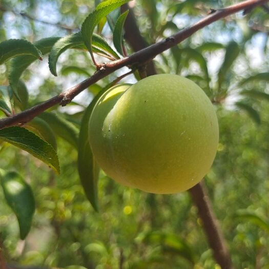 镇宁县蜂糖李