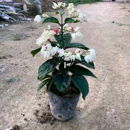 普宁市龙船花