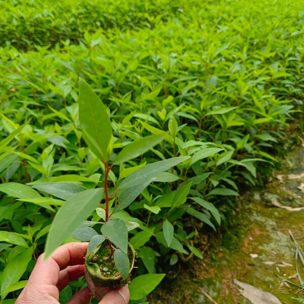 山苍子苗