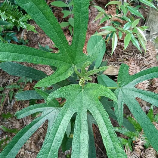 连南县五指毛桃