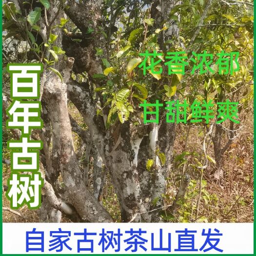 景东县古树普洱生茶花香高扬甘甜鲜爽百年古树手工杀青茶山直发