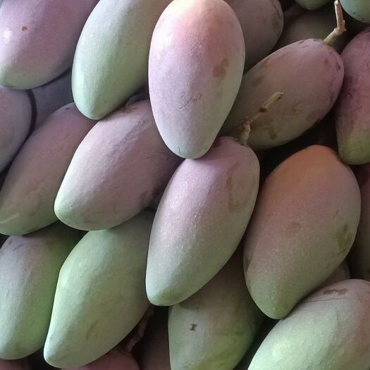 广西百色芒果。场地直销