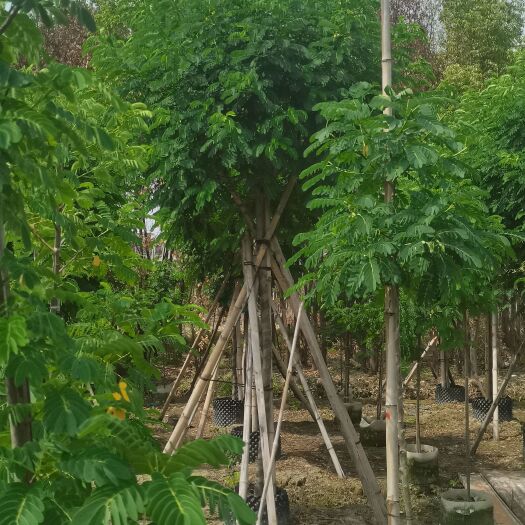 黄槐