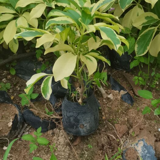 揭阳花叶鸭脚木